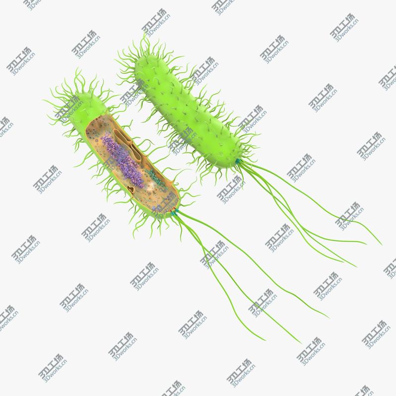 images/goods_img/20210319/Prokaryotic model/4.jpg